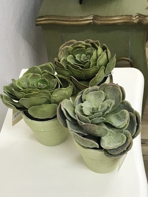 Durie Artificial Succulents Set of 3